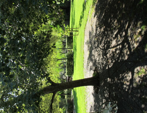 Ouverture café du bosco jeudi 15 juillet à 14h